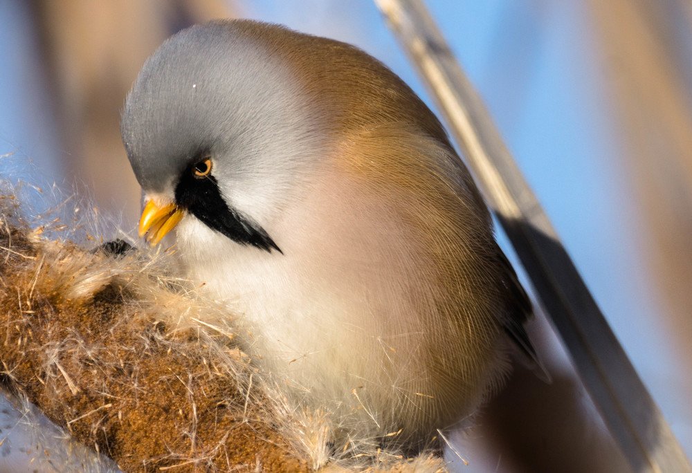 Photograph by Елена Гольдебаева