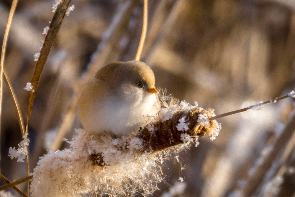 Photograph by Елена Гольдебаева