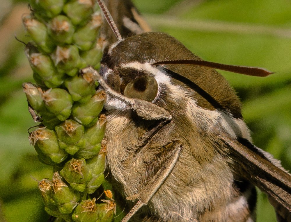 Photograph by Елена Гольдебаева