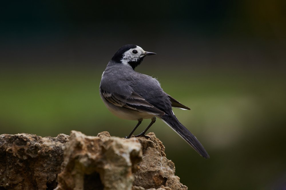 Белая трясогузка (White wagtail)