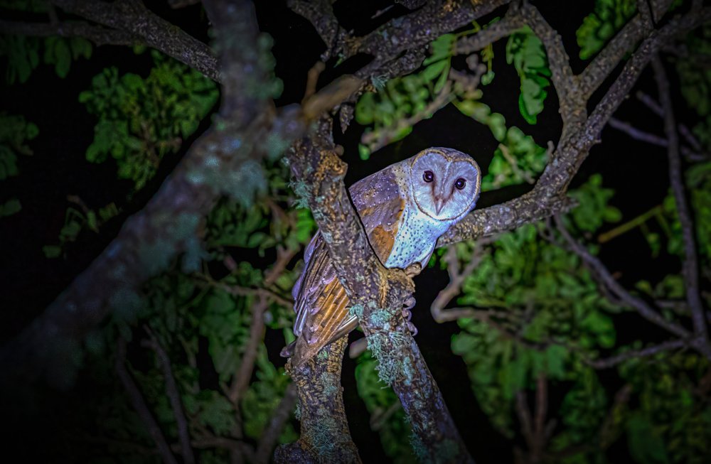 Фотография автора Ashok Behera