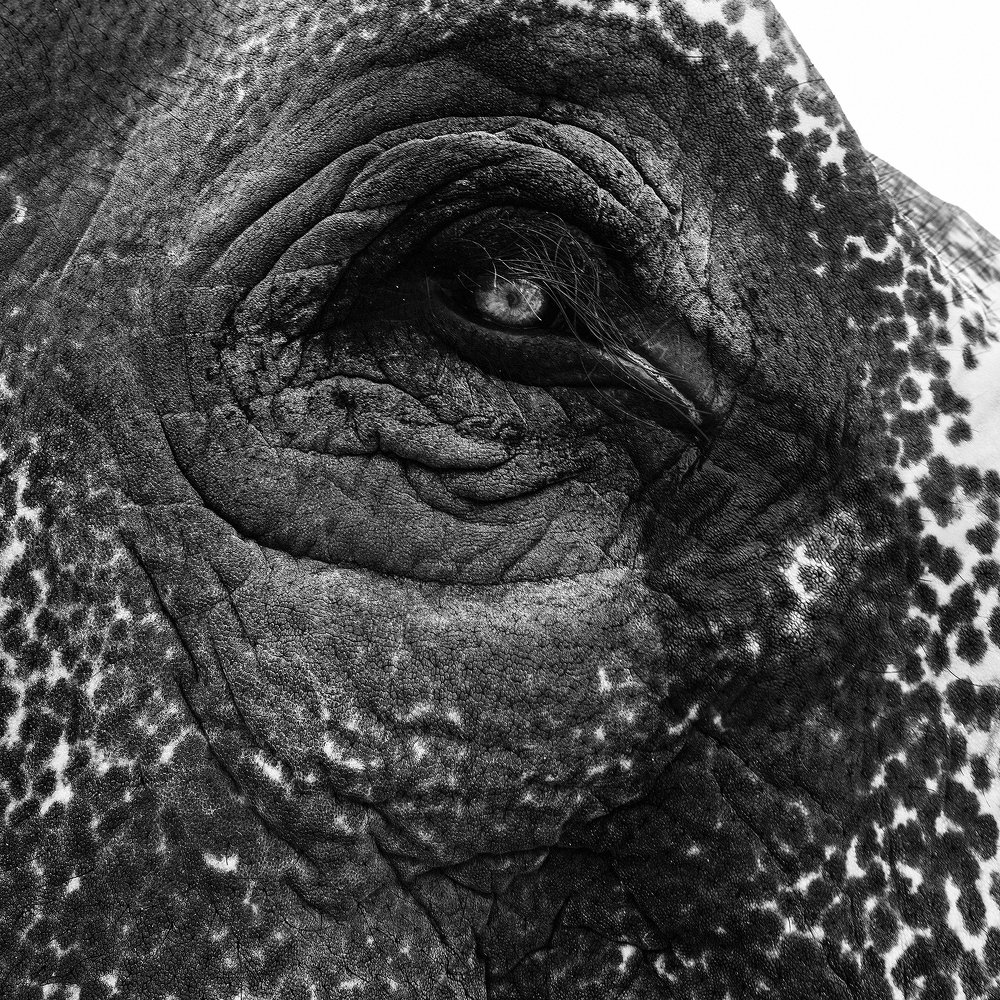 Photograph by Dnyaneshwar Vaidya