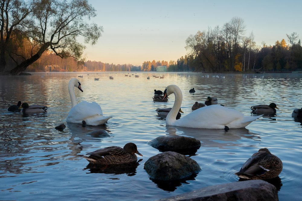 Photograph by Антонина Шкарпетина