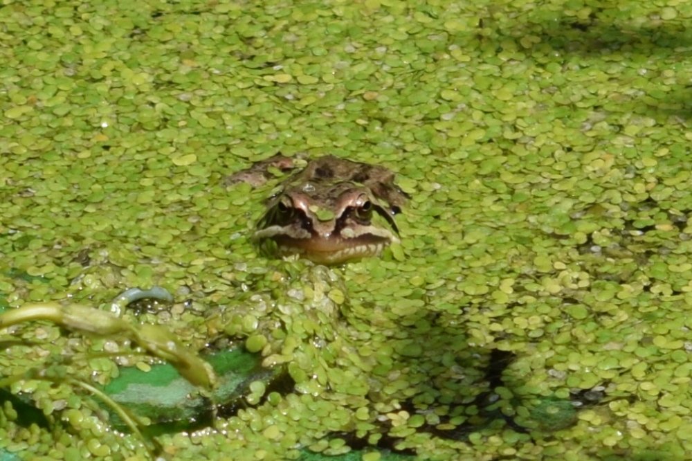 Неожиданная встреча с лягушкой