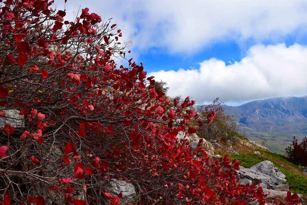 Photograph by Margo Margo