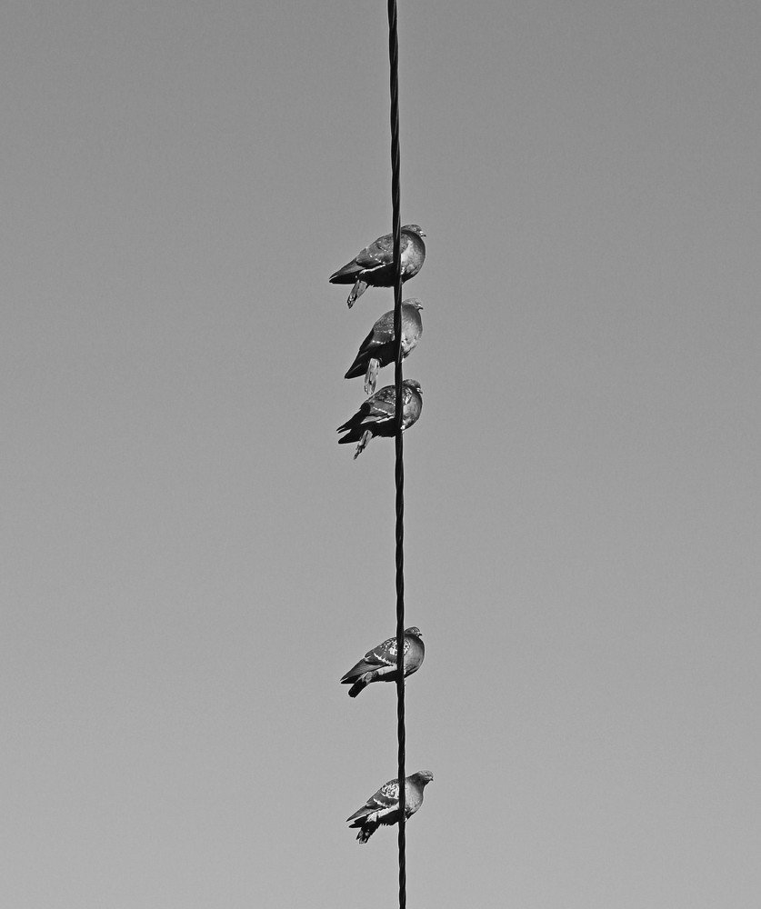 Пятеро на нитке.