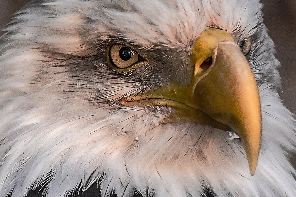 Photograph by Сергей Духанин