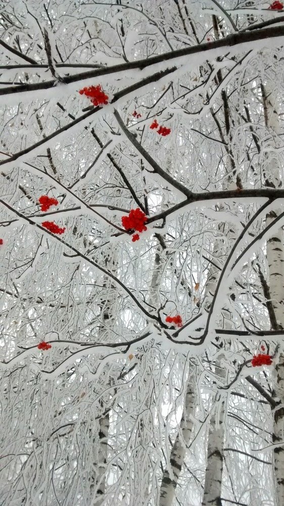 Photograph by Елена Силантьева