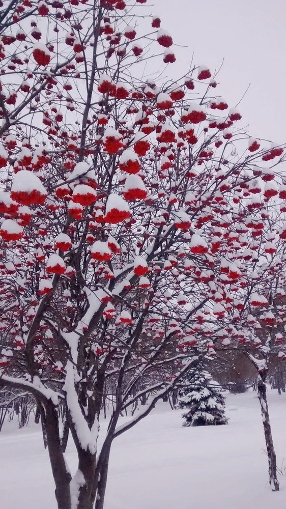 Photograph by Елена Силантьева