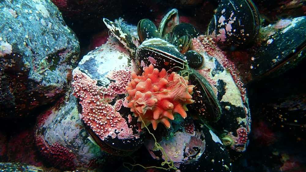 Photograph by ANTON KHOMENKO https://www.patreon.com/ant_vipp