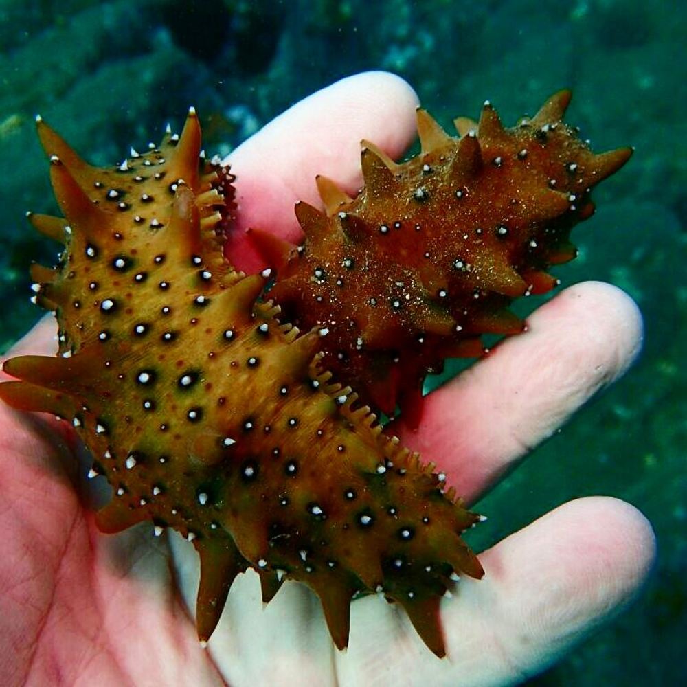 Photograph by ANTON KHOMENKO https://www.patreon.com/ant_vipp