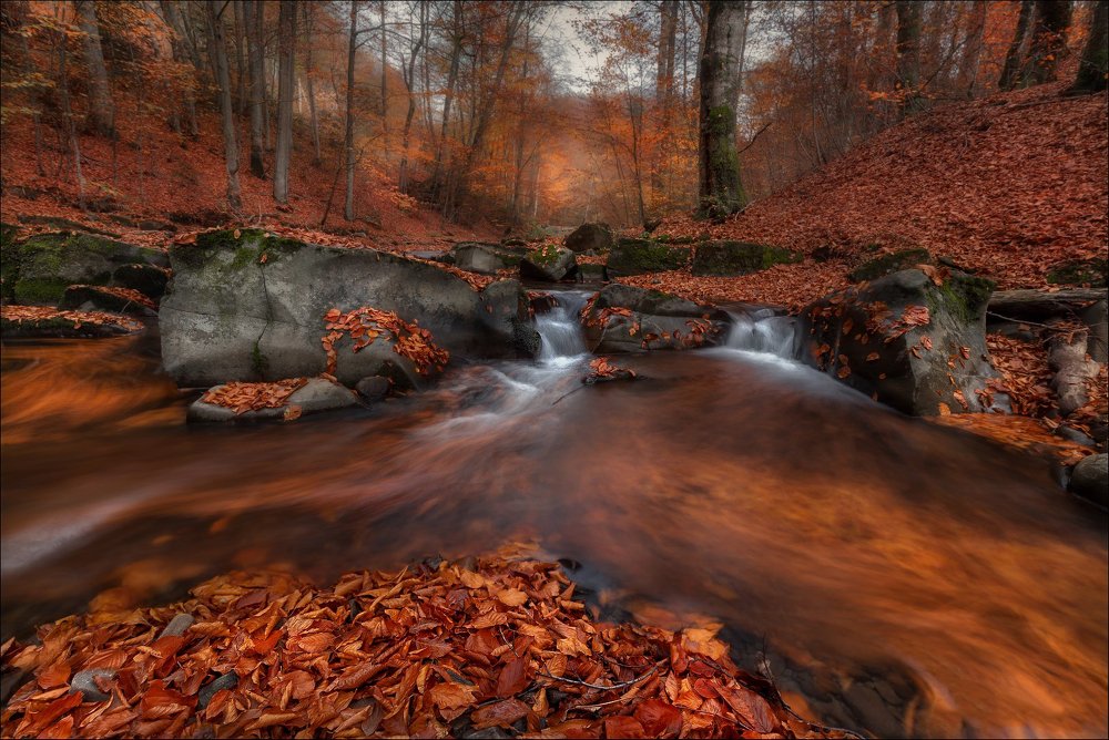 Круговорот листвы в природе