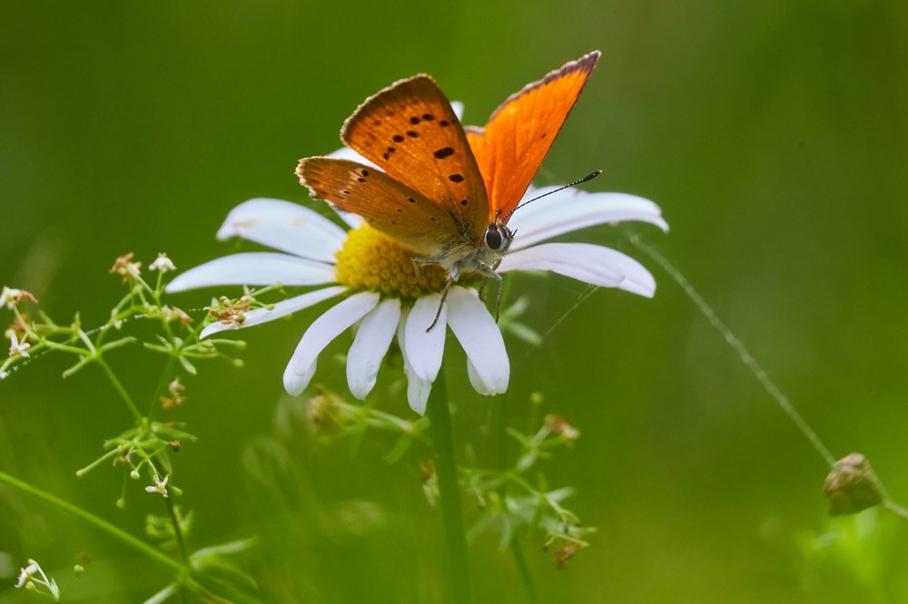 Photograph by Сергей Фомченков