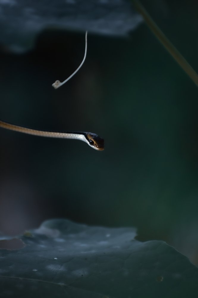 Photograph by Dhrubajyoti Bhattacharyya