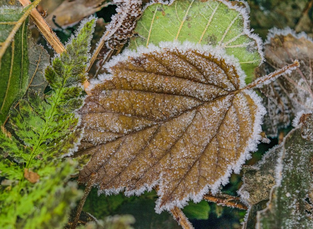 Фотография автора Libardi Gino