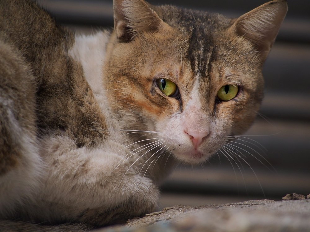 Photograph by DHIRAJ GOSWAMI