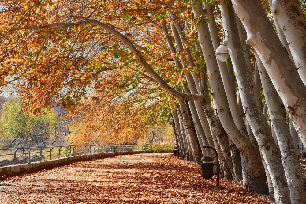 Autumn