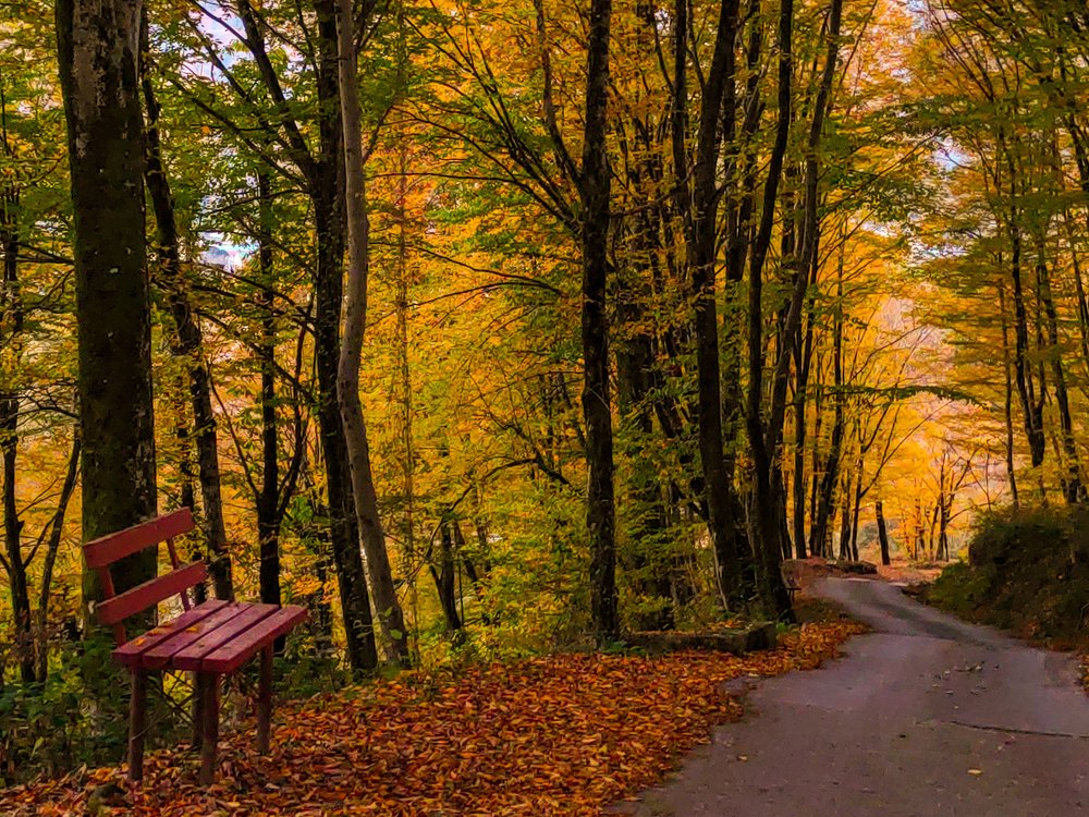 Дорога в осенний лес