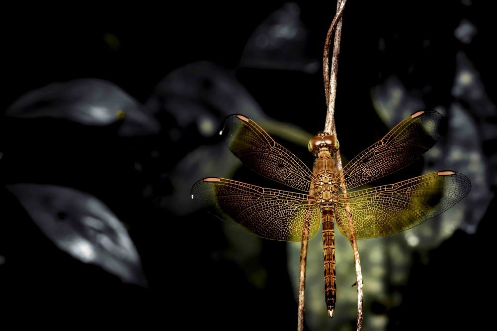 Photograph by Cindy Quek