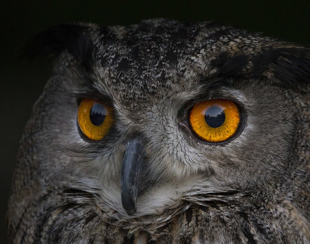 Фотография автора Анатолий Макоедов