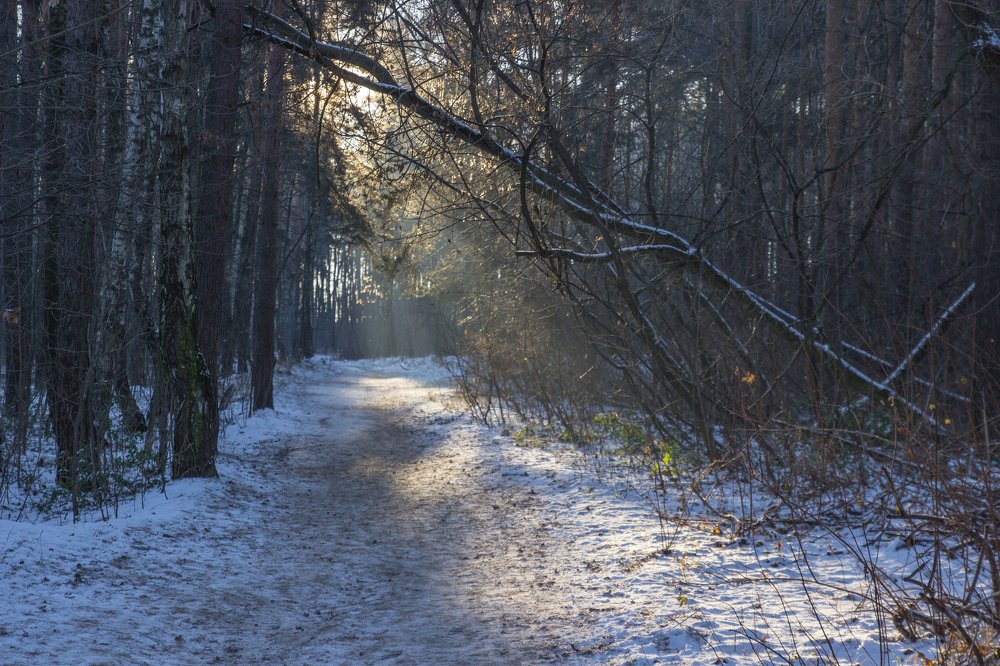 Сказочные лучи леса