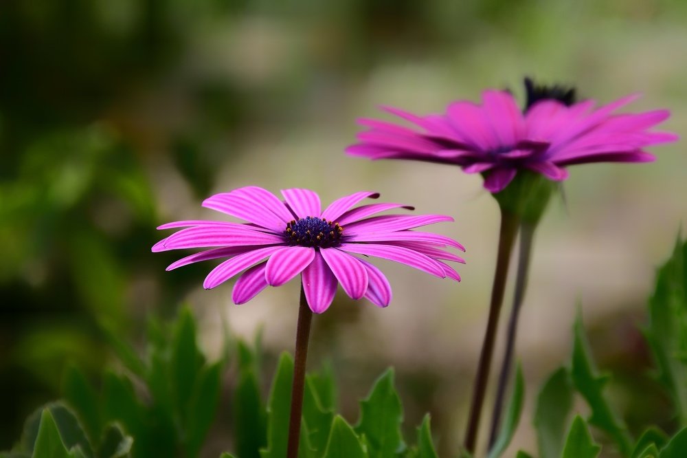 The delicacy of flowers