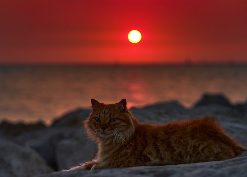 Фотография автора David Solodar