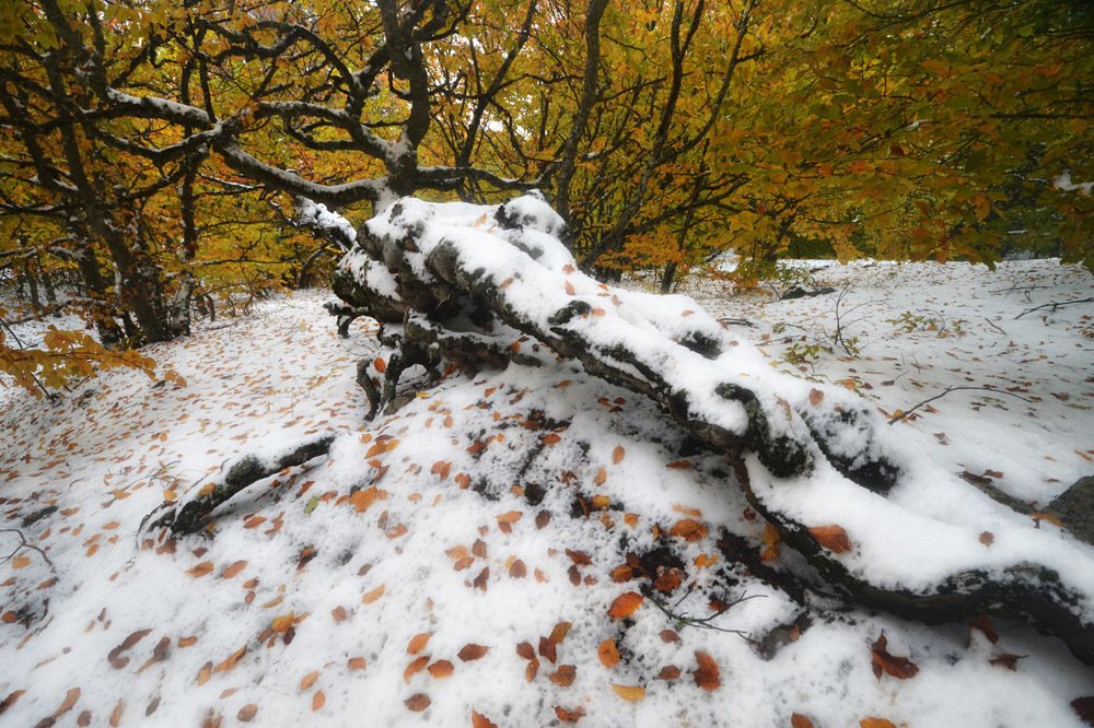 Photograph by Николай Кувшинов