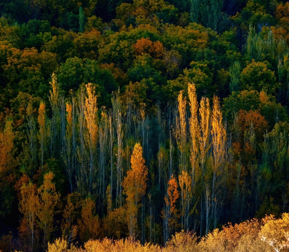 Photograph by Bahrami Ashkan