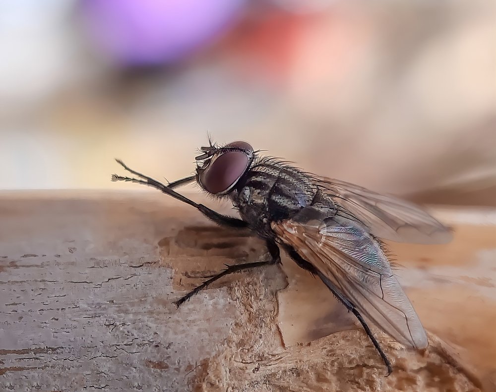 Housefly