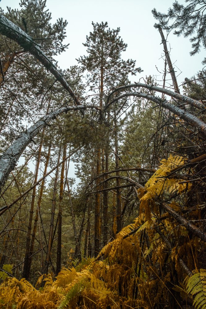 Photograph by  Dimitar