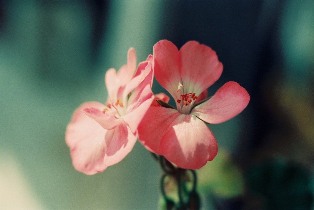 Photo #5367061