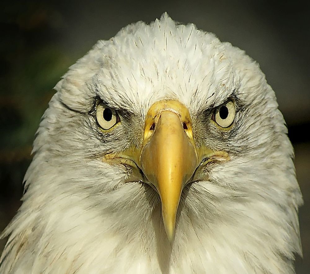 Photograph by Сергей Духанин