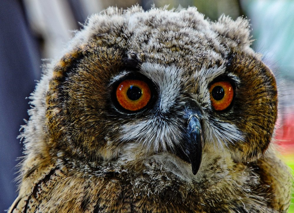 Photograph by Сергей Духанин