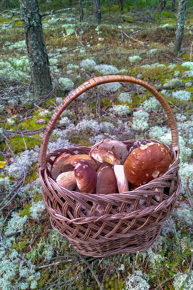 Photograph by Дмитрий Михайлов