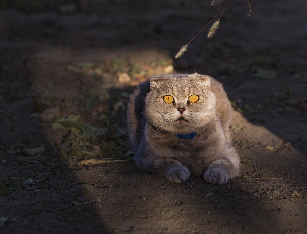 Фотография автора Анна Вигера