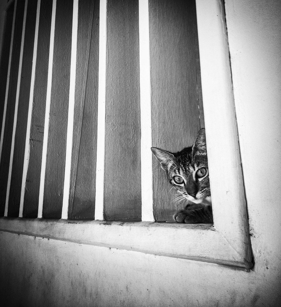 Photograph by Tatiana Barthem