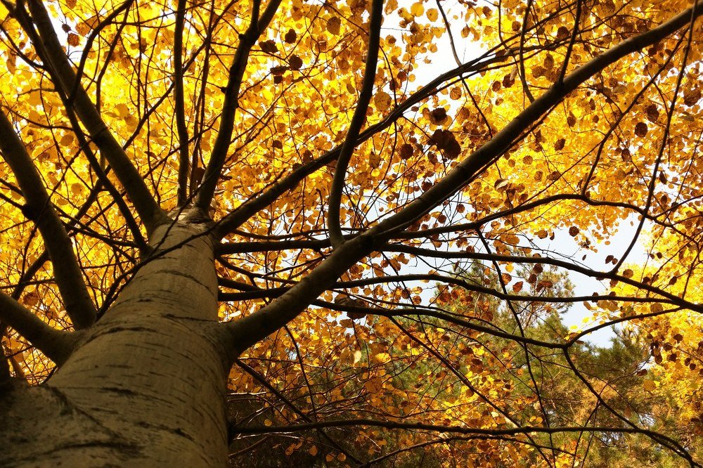 Янтарный лес