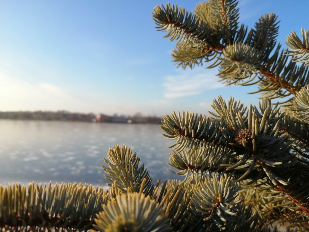 Веточки ели