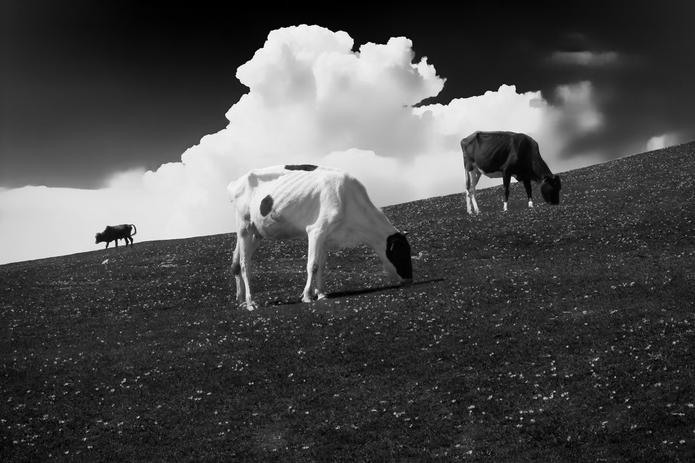 Photograph by Saeed Rezazadeh