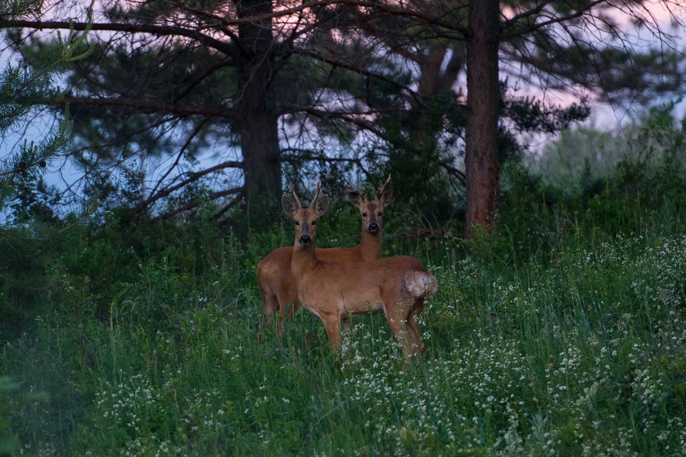 Photograph by Андрей Захаров