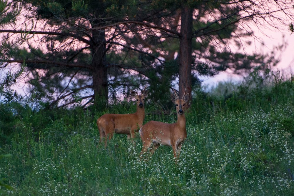 Photograph by Андрей Захаров