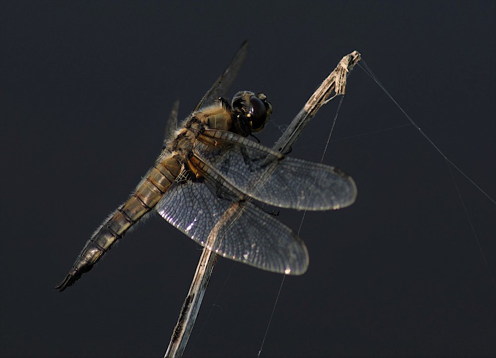 Dragonfly