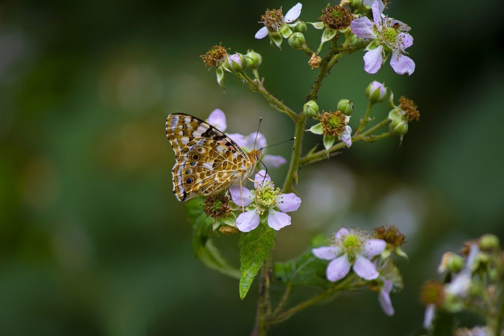 Photograph by Cemal Kaldirim