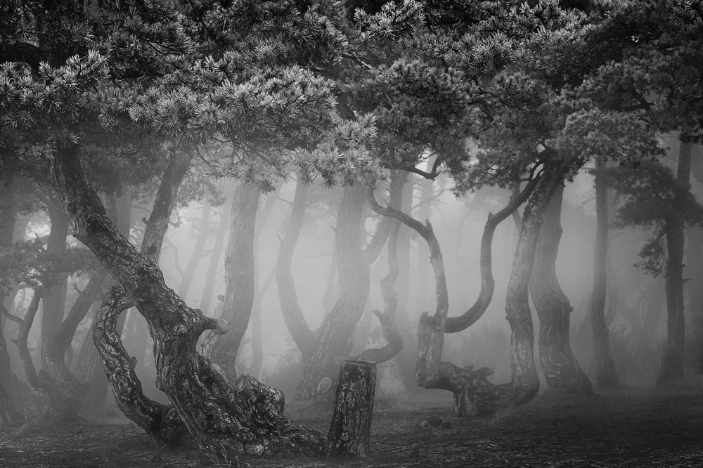 Mystic forest