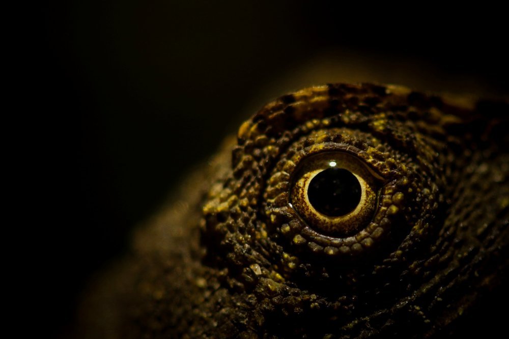 Photograph by  Arif Zayoed rifat