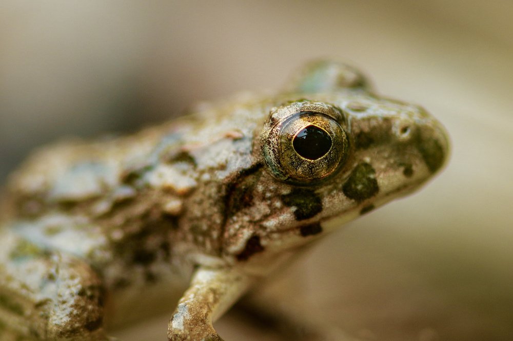 Photograph by  Arif Zayoed rifat