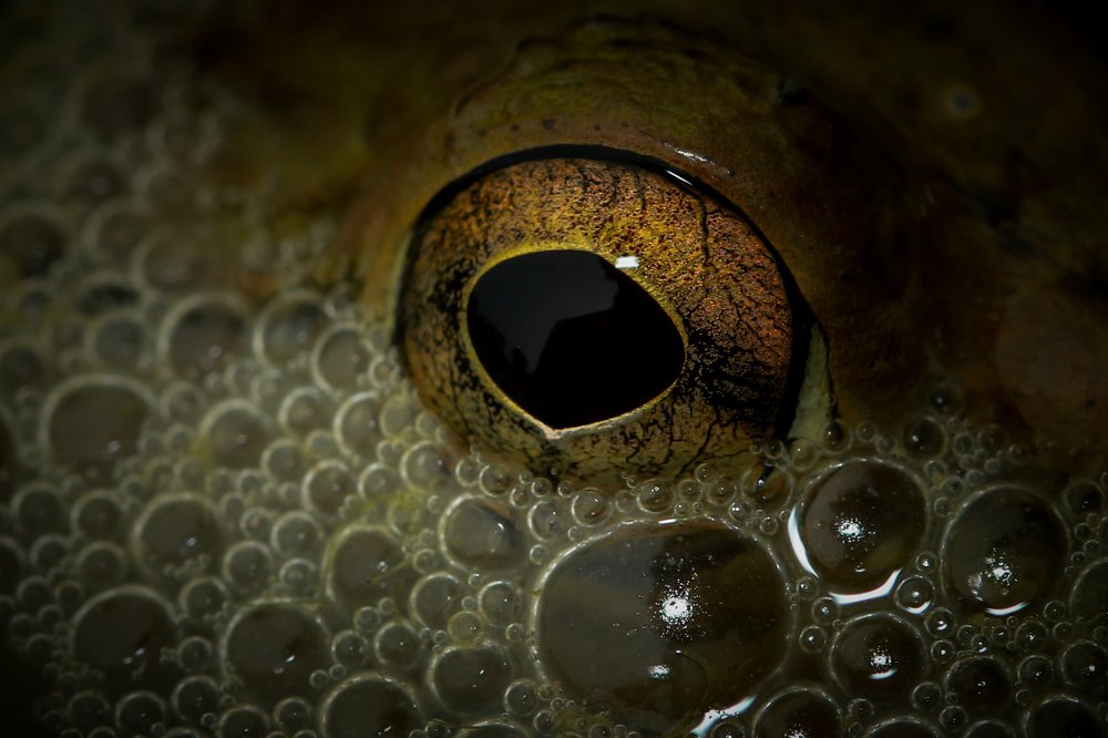 Photograph by  Arif Zayoed rifat