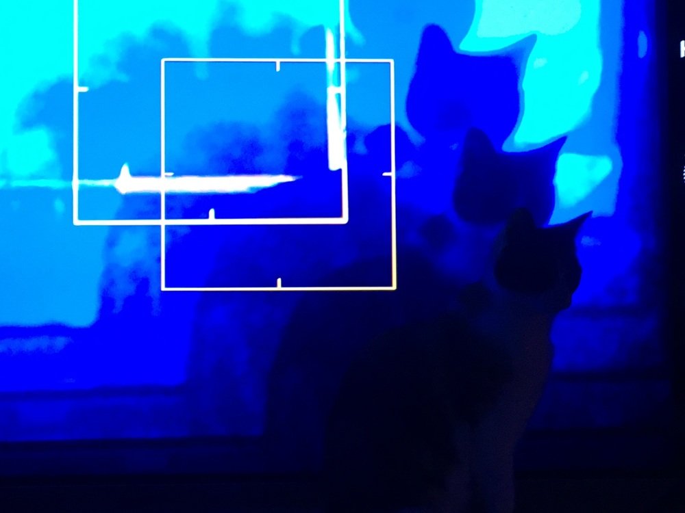 Visionary Cat