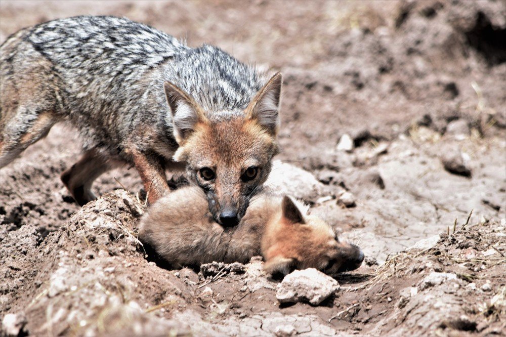 Photograph by Alfredo Jacquemard